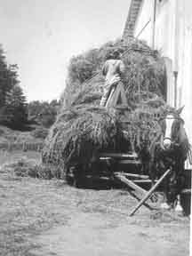 Rush Dolson haying